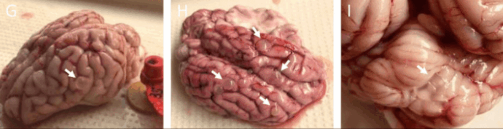 Brains of pigs in an NIH-funded foreign lab shows signs of infection by pork tapeworm, a parasite injected by the experimenters into the animals' carotids.